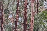 19.5 Acres Of Land For Sale In Masindi Municipal With Eucalyptus Trees At 20m Per Acre