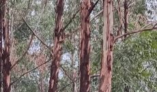 19.5 Acres Of Land For Sale In Masindi Municipal With Eucalyptus Trees At 20m Per Acre