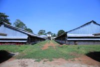 25,000 Capacity Poultry Farm By Lake Victoria In Mukono Katosi On 14.5 Acres For Sale At 1m USD
