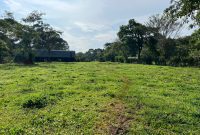 200 Acres Farm For Sale In Mukono Nakisunga At 55m Shillings Per Acre