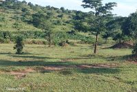 126 Acres Farm For Sale In Ntusi Sembabule District With Dam At 17.5m Per Acre
