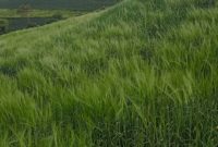 25 Acres Of Land For Sale In Kapchorwa At 35m Shillings Per Acre