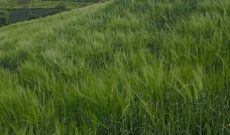 25 Acres Of Land For Sale In Kapchorwa At 35m Shillings Per Acre