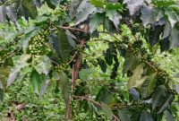 15 Acres For Coffee Growing In Manafa District At 25m Per Acre