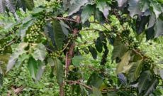 15 Acres For Coffee Growing In Manafa District At 25m Per Acre