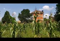 1 Acre Of Land For Sale In Kira Kitukutwe At 520m Shillings