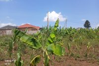 18 Decimals Plot Of Land For Sale In Kira Kitukutwe At 63m Shillings