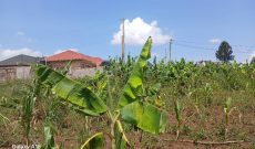 18 Decimals Plot Of Land For Sale In Kira Kitukutwe At 63m Shillings