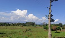 50 Acres Of Lake Shore Land For Sale In Bwerenga Kawuku Entebbe Road At 300m Per Acre