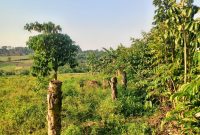 30 Acres Of Land For Sale In Naama Mukono At 45m Per Acre