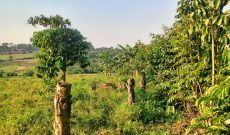 30 Acres Of Land For Sale In Naama Mukono At 45m Per Acre