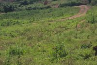 1 Acre Of Land For Sale In Kitende Makandwa At 300m