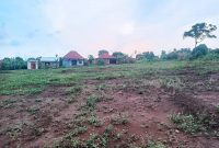 50x100ft Plot Of Land For Sale In Gayaza - Nakasajja At 30m Shillings