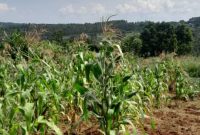 200 Acres Of Freehold COMMERCIAL Land For Sale In Nakasongola City At 25m Per Acre