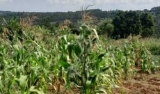 200 Acres Of Freehold COMMERCIAL Land For Sale In Nakasongola City At 25m Per Acre