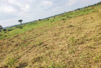 7 Square Miles Of FREEHOLD Land For Sale In Kayunga Bugerere At 5m Per Acre