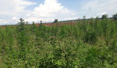 260 Acres Of Land For Sale In Nakaseke District At 8m Per Acre