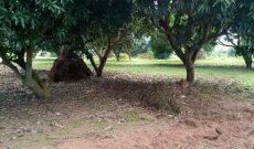 50 Acres Of Land In Nakasongola At 15m Shillings Per Acre