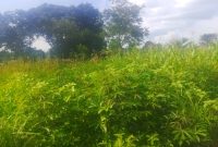27x43m Land For Sale In Lira City Near Gracious Palace Primary School At 50m Shillings
