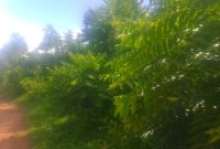 399 Hectares Of Land For Sale In Katurikire Bweyale At 4m Per Hectare - 2m Per Acre