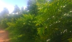 399 Hectares Of Land For Sale In Katurikire Bweyale At 4m Per Hectare - 2m Per Acre