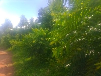 399 Hectares Of Land For Sale In Katurikire Bweyale At 4m Per Hectare – 2m Per Acre