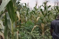 14 Acres Of Agricultural Land For Sale In Mukono Mayangayanga At 45m Per Acre