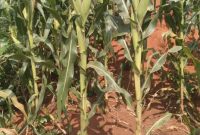 30 Acres Of Land For Sale In Nalukola Bbale Kayunga At 6.5m Per Acre