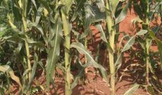 30 Acres Of Land For Sale In Nalukola Bbale Kayunga At 6.5m Per Acre