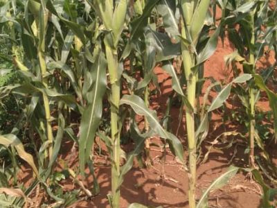 30 Acres Of Land For Sale In Nalukola Bbale Kayunga At 6.5m Per Acre