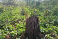 100, 250 & 300 Acres Of Land For Sale In Pader District At 2m Shillings Per Acre