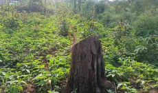 100, 250 & 300 Acres Of Land For Sale In Pader District At 2m Shillings Per Acre