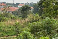 50x100ft Plot Of Land For Sale In Namugongo Jinja Misindye At 55m Shillings