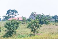 2 Plots Of Land Of 50x100ft Each For Sale In Bukerere Kiwango At 30m Per Plot