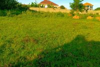 12 Plots Of 50x100ft Of Land For Sale In Kira Nabusugwe At 43m Shillings Each