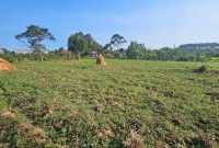 3 Plots Of 50x100ft For Sale In Kasanje Bubebere Near Tarmac At 15m Ugx Per Plot