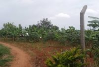 100x100ft Plot Of Land For Sale In Nakawuka Ziba At 50m Ugx
