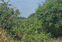 5.8 Acres Of Lake View Land For Sale In Garuga Near Pearl Marina At 400m Ugx Per Acre