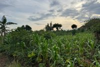 19 Acres For Sale In Buwava Near Kira Kitukutwe At 250m Ugx