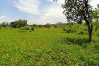 80 square miles for sale in Palabek Lamwo district at 1.8m per acre