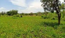 80 square miles for sale in Palabek Lamwo district at 1.8m per acre