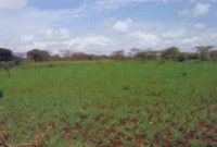 14.15 acres of land for sale in Masindi 36m