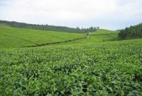 Tea plantations for sale in Uganda