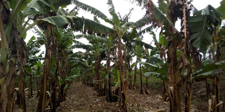 Banana plantation for sale in Busiika