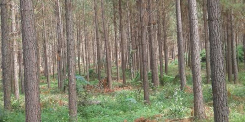 pine trees for sale in kiboga