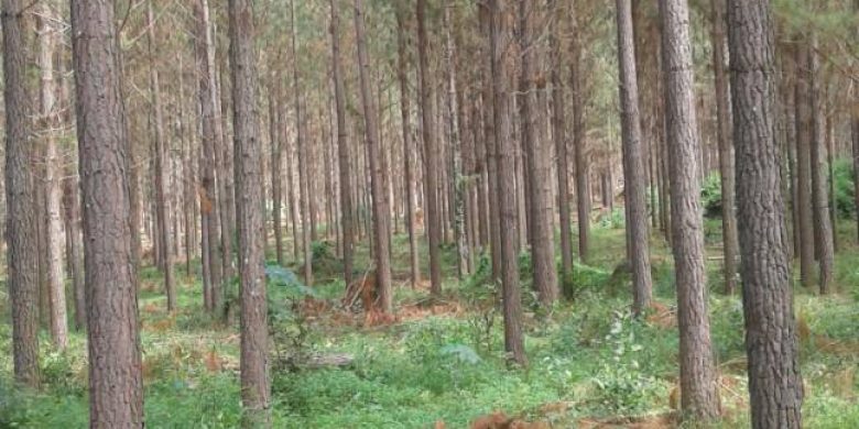 pine trees for sale in kiboga