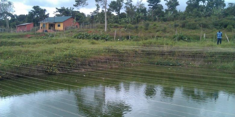 16 acre farm for sale in Nkokonjeru Mukono 350m