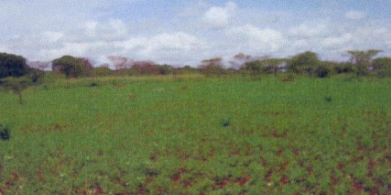 14.15 acres of land for sale in Masindi 36m
