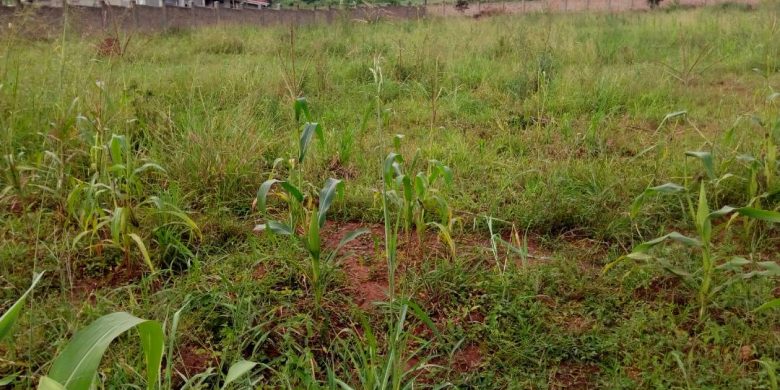 3 acres for sale in Nalumunye at 400m per acre