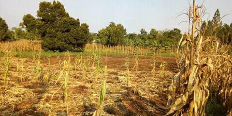 2 Acres for sale in Namugongo Nabusugwe Nakiyanja at 80m per acre